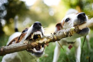 dog play with a stick, one barring teeth, the other seems to be playing