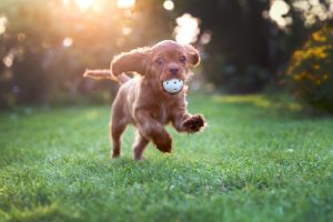 The Do's and Don't's of Dog Daycare Boarding Facility made this dog one happy pup