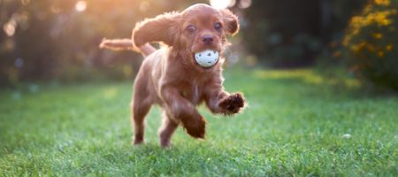 The Do's and Don't's of Dog Daycare made this dog one happy pup