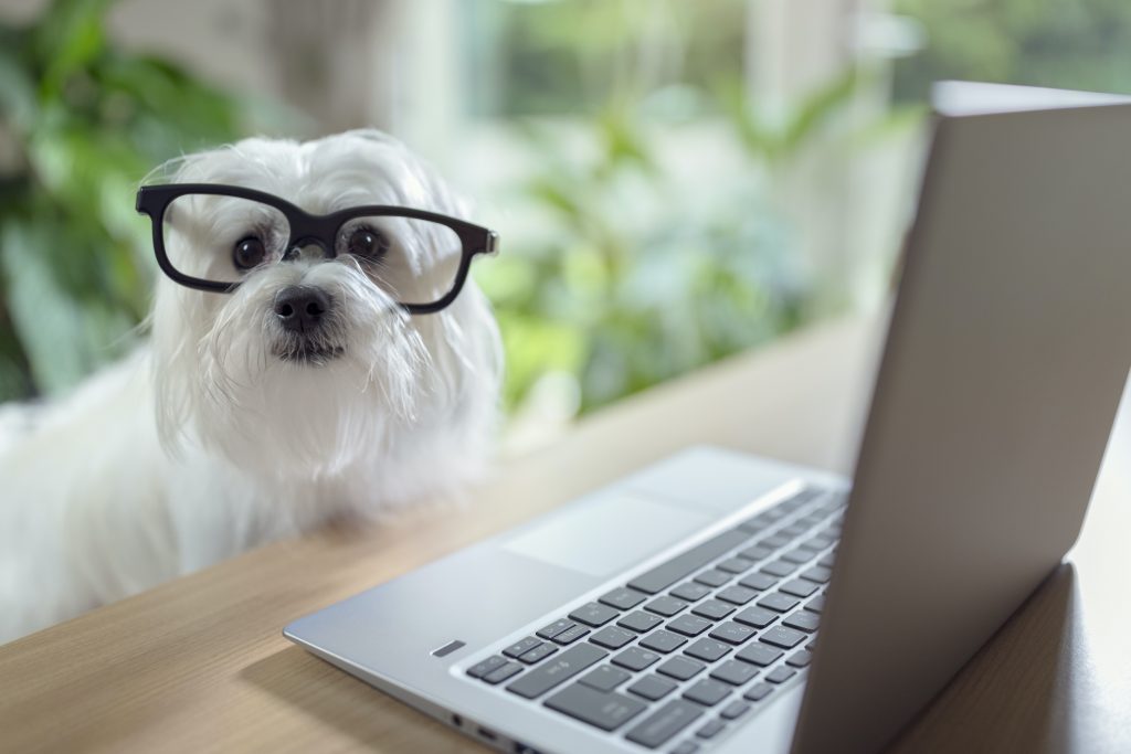 Cameras & The Benefit at Dog Boarding & Daycare Dogtopia Galleria