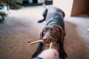 A dog pulling at his toy