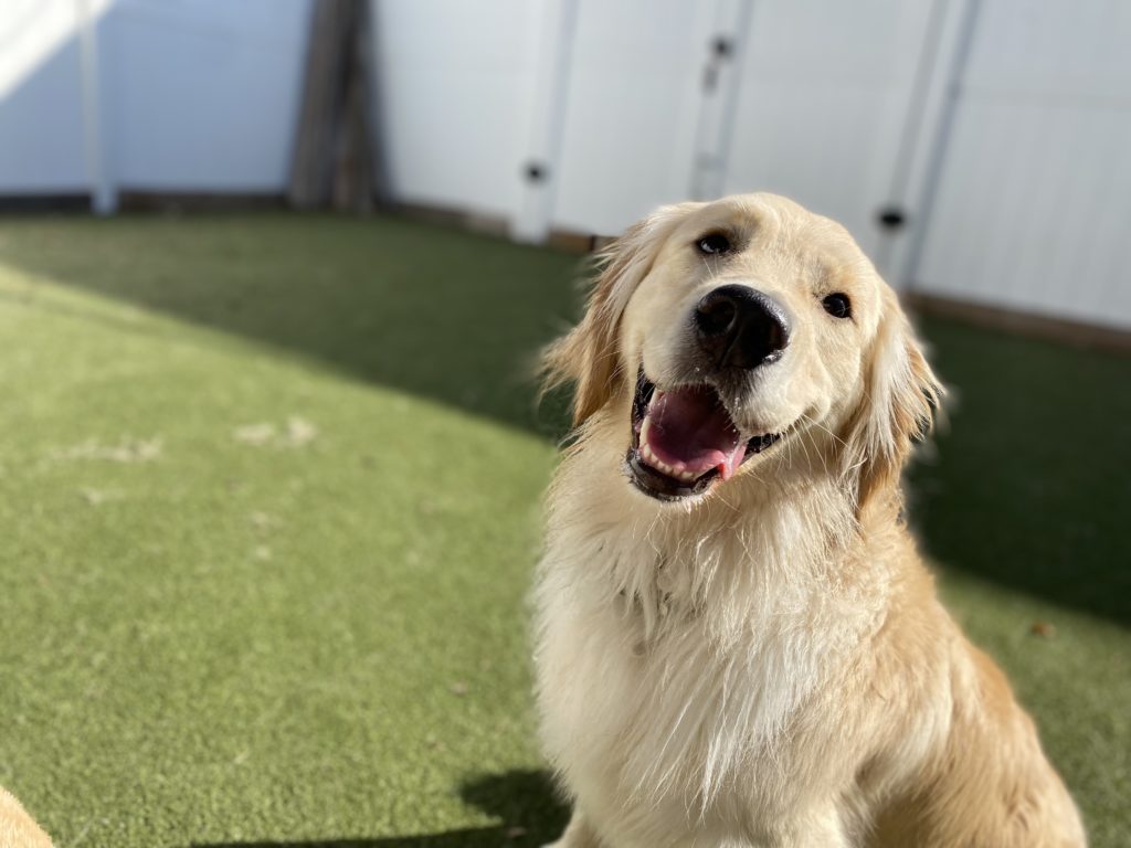 Dog Daycare Houston, TX Dog Daycare, Boarding, Kennel & Grooming