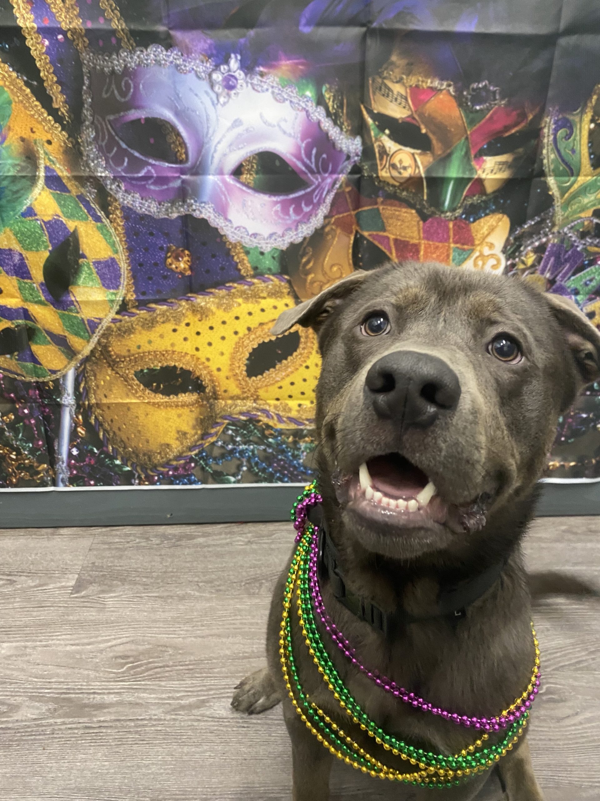 Dog Daycare Houston, TX Dog Daycare, Boarding, Kennel & Grooming