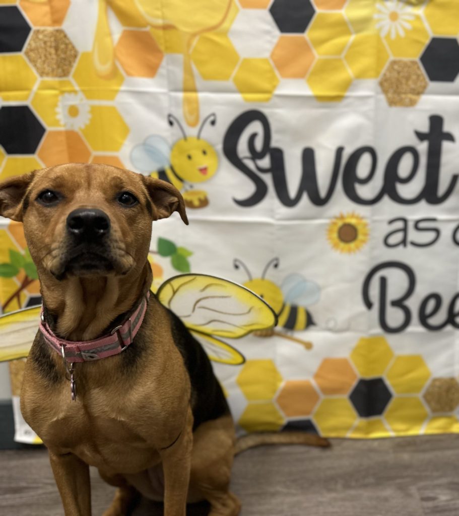 Dog Daycare Houston, TX Dog Daycare, Boarding, Kennel & Grooming