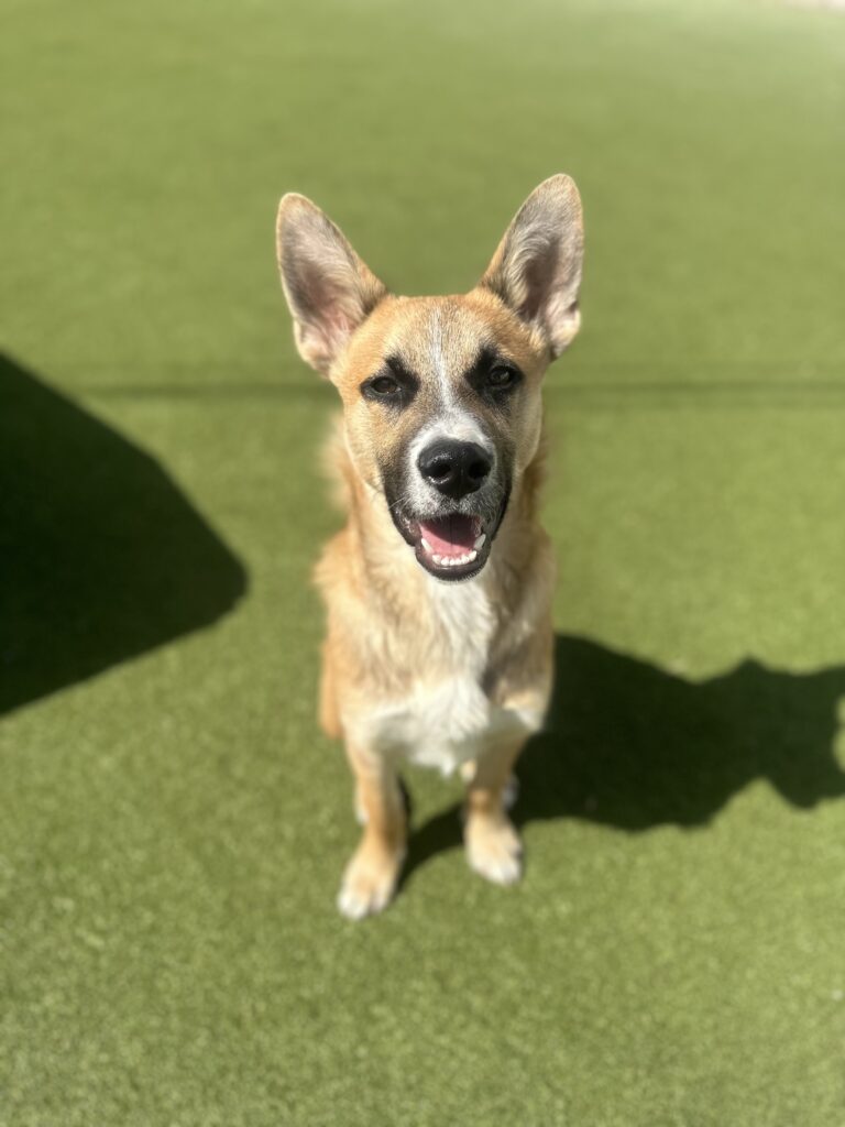 Dog Daycare Houston, TX Dog Daycare, Boarding, Kennel & Grooming