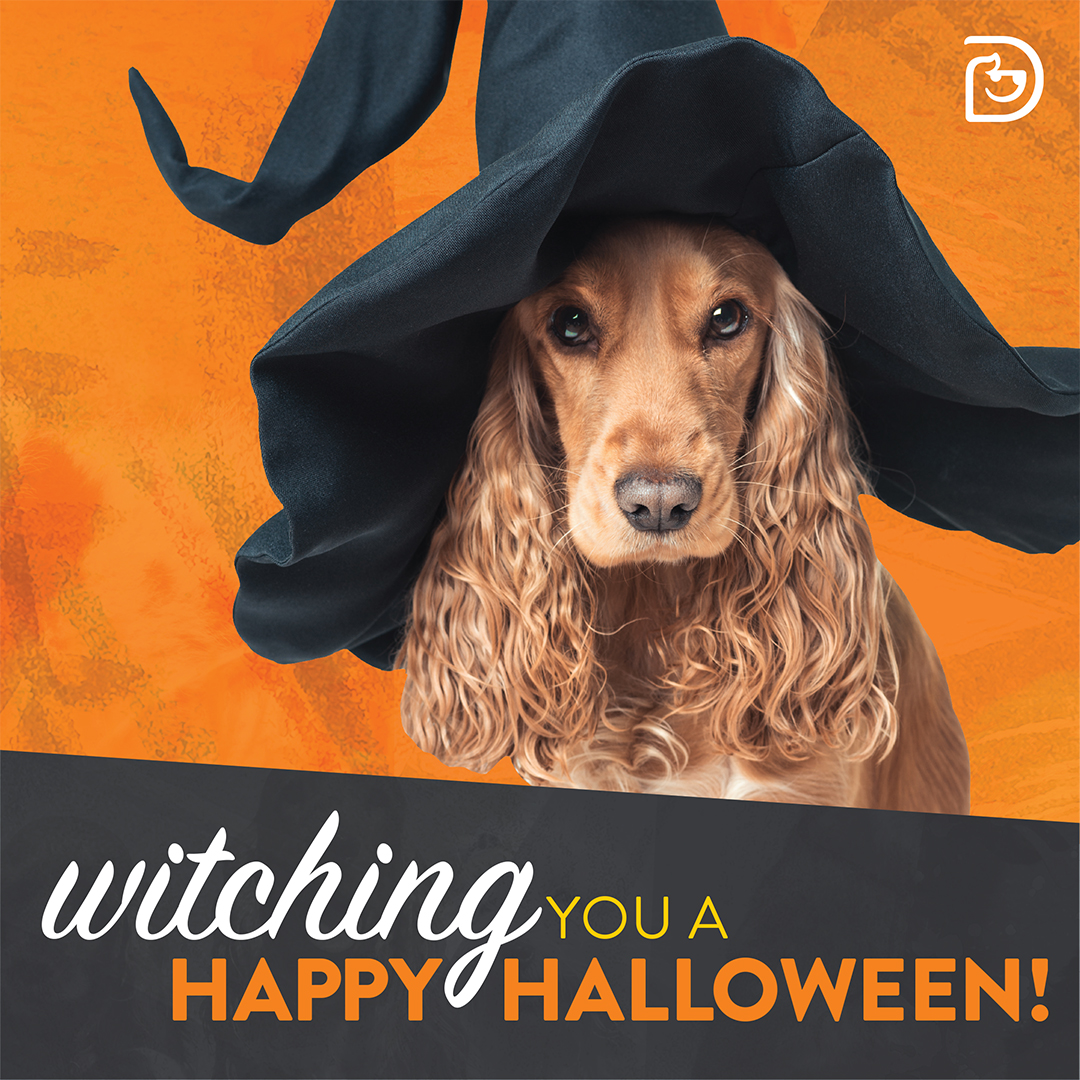 Halloween at Dogtopia Overland Park