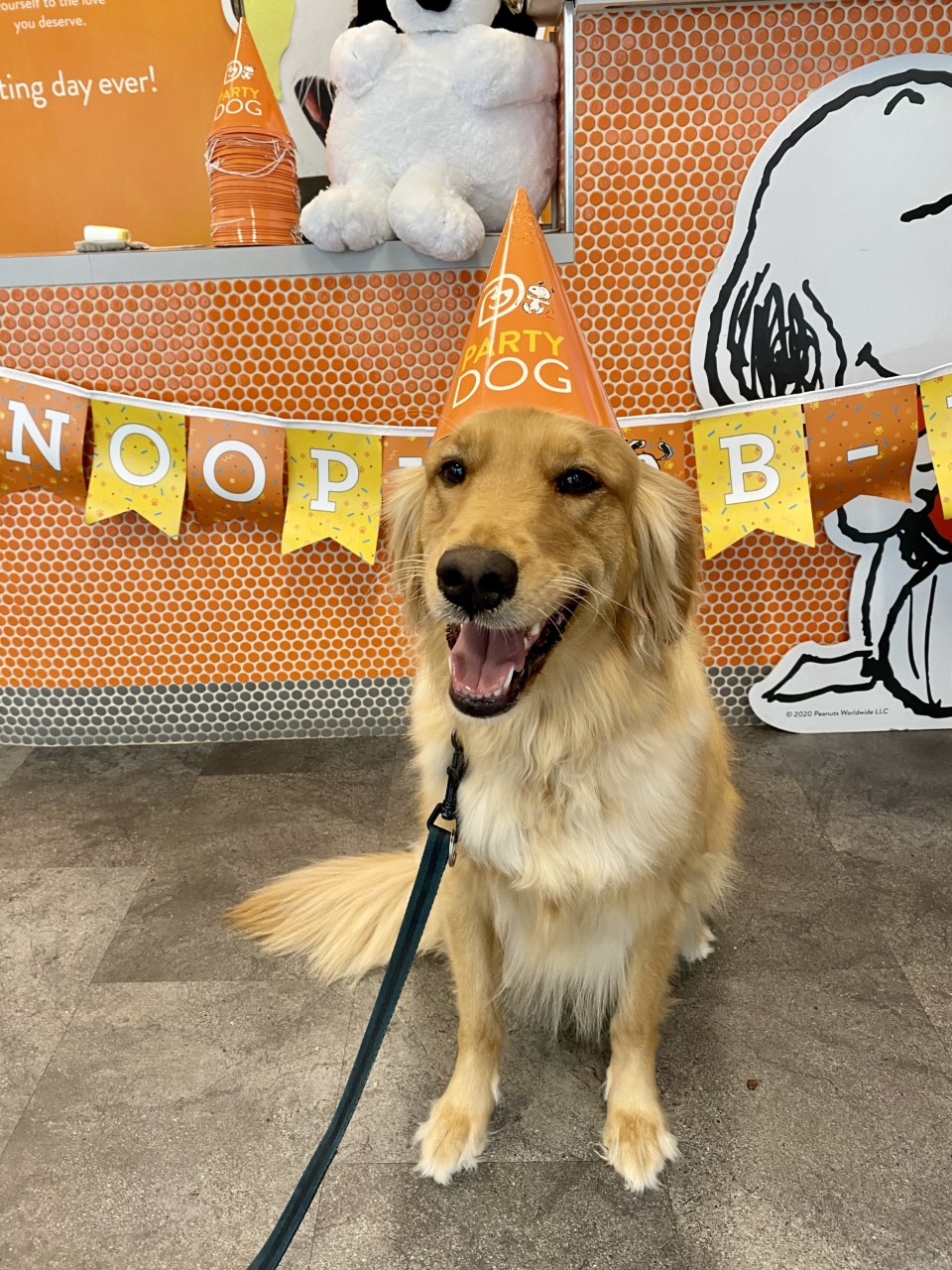 Dogtopia's 3rd Birthday Party! Overland Park