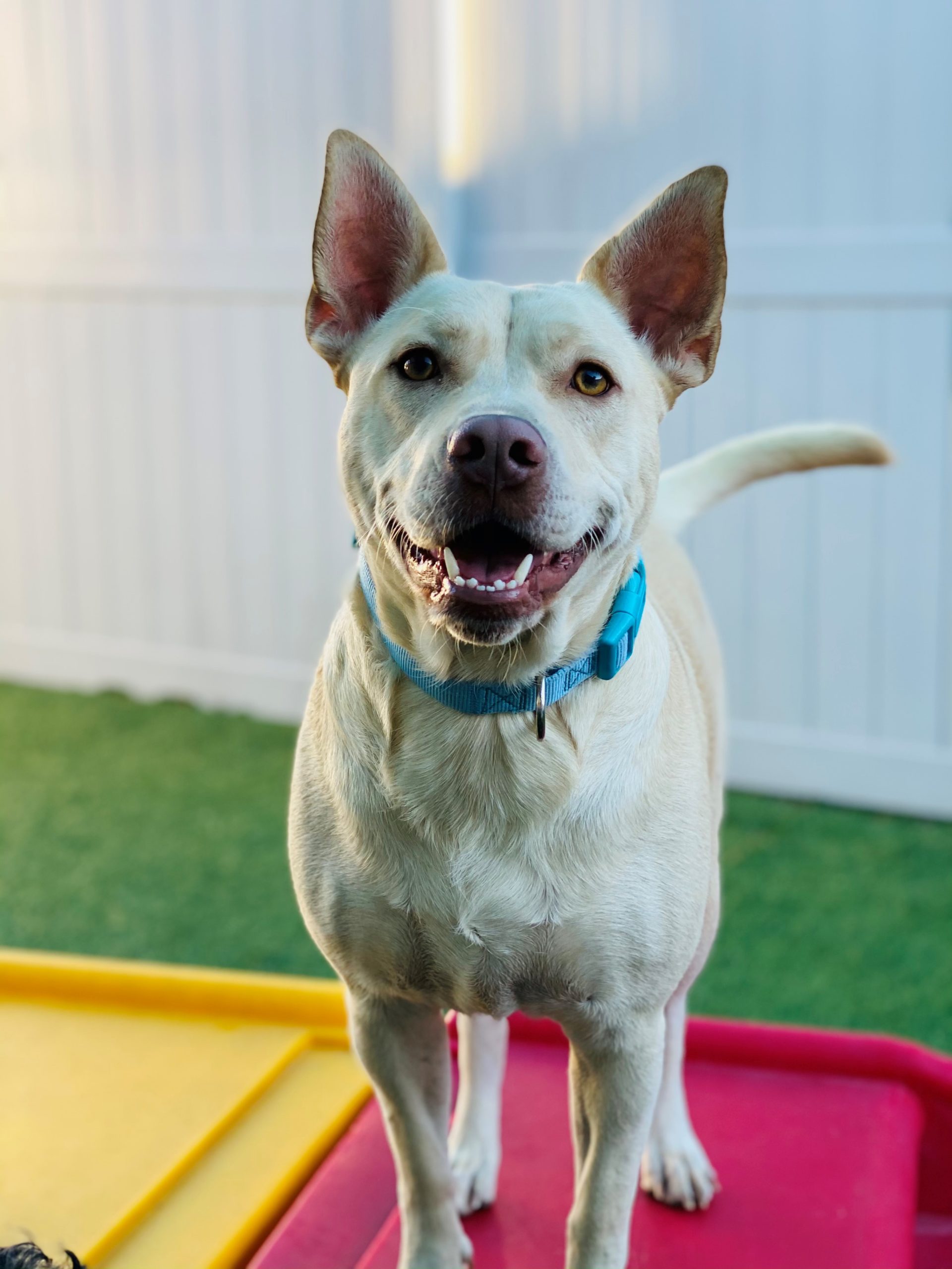 FreshNClean / Ear Cleaning Jacksonville at The Avenues