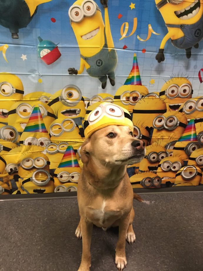 Dogtopia of Westchase