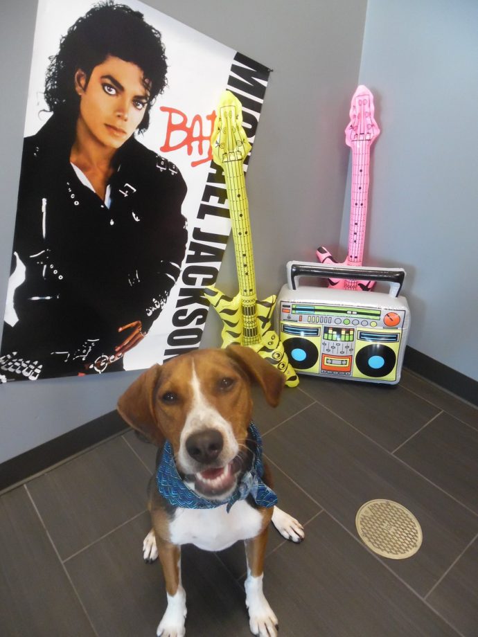 Dog Daycare, Spa, Boarding Westchase Dogtopia Westchase