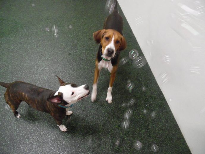 Dog Daycare, Spa, Boarding Westchase Dogtopia Westchase