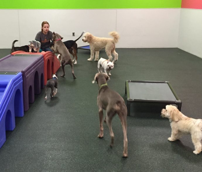 Dogtopia of Westchase