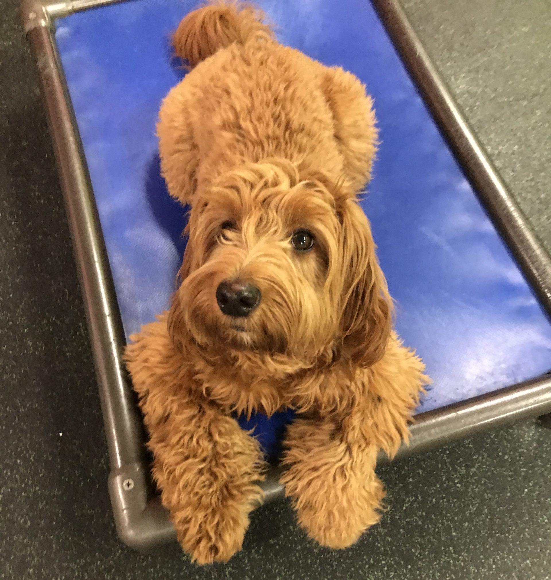 National Cheese Doodle Day Westchase