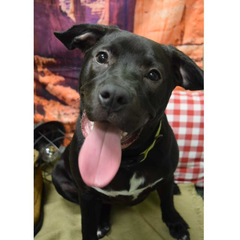 Dog Daycare, Spa, Boarding Westchase Dogtopia Westchase