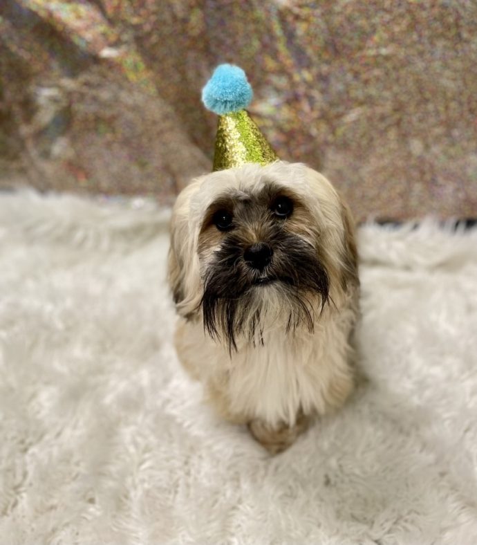 Dog Daycare, Spa, Boarding Westchase Dogtopia Westchase