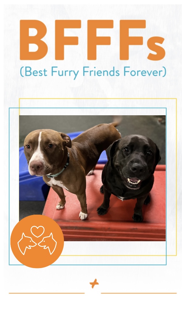 Dog Daycare, Spa, Boarding Westchase Dogtopia Westchase