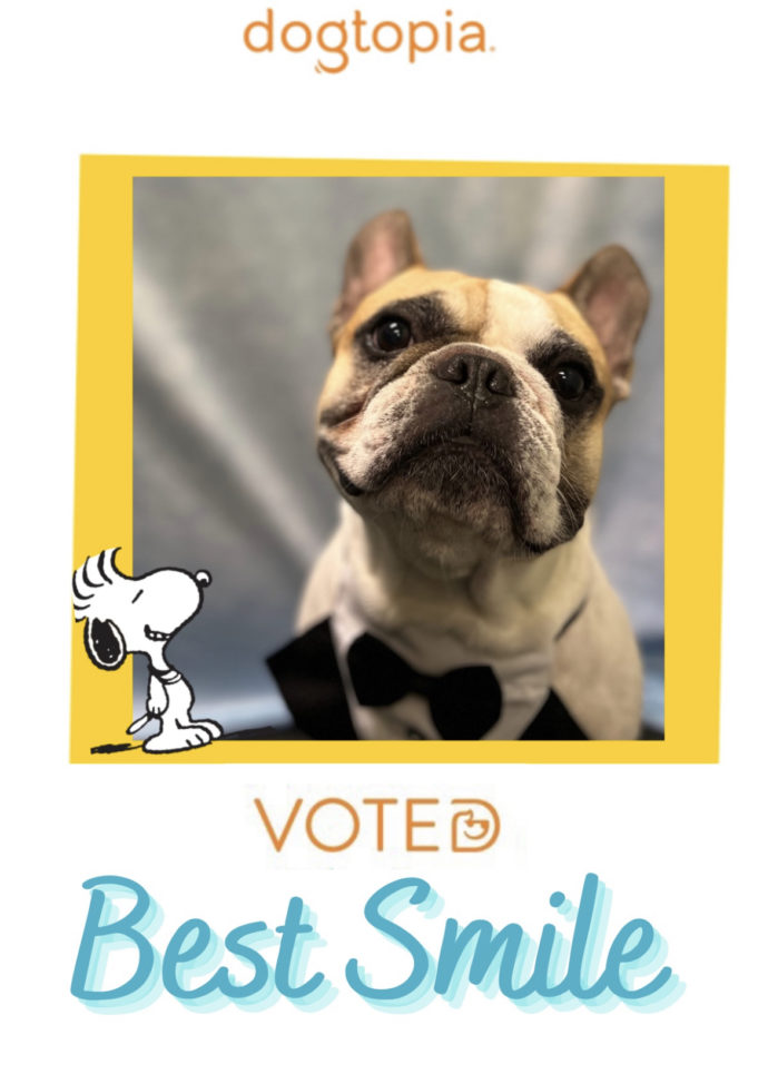 Dog Daycare, Spa, Boarding Westchase Dogtopia Westchase