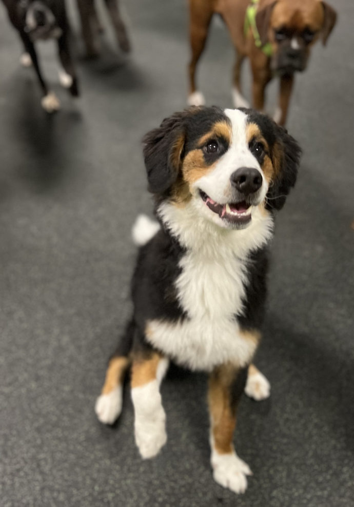 Dog Daycare, Spa, Boarding Westchase Dogtopia Westchase