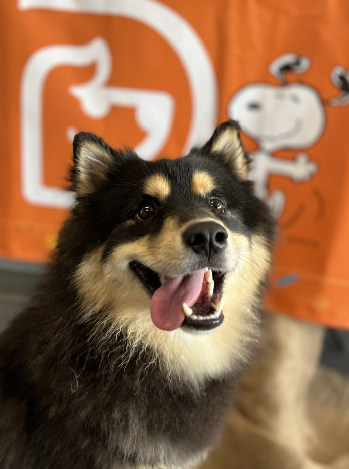 Dog Daycare, Spa, Boarding Westchase Dogtopia Westchase