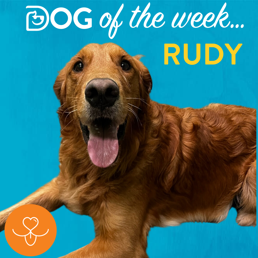 Dog Daycare, Spa, Boarding Westchase Dogtopia Westchase