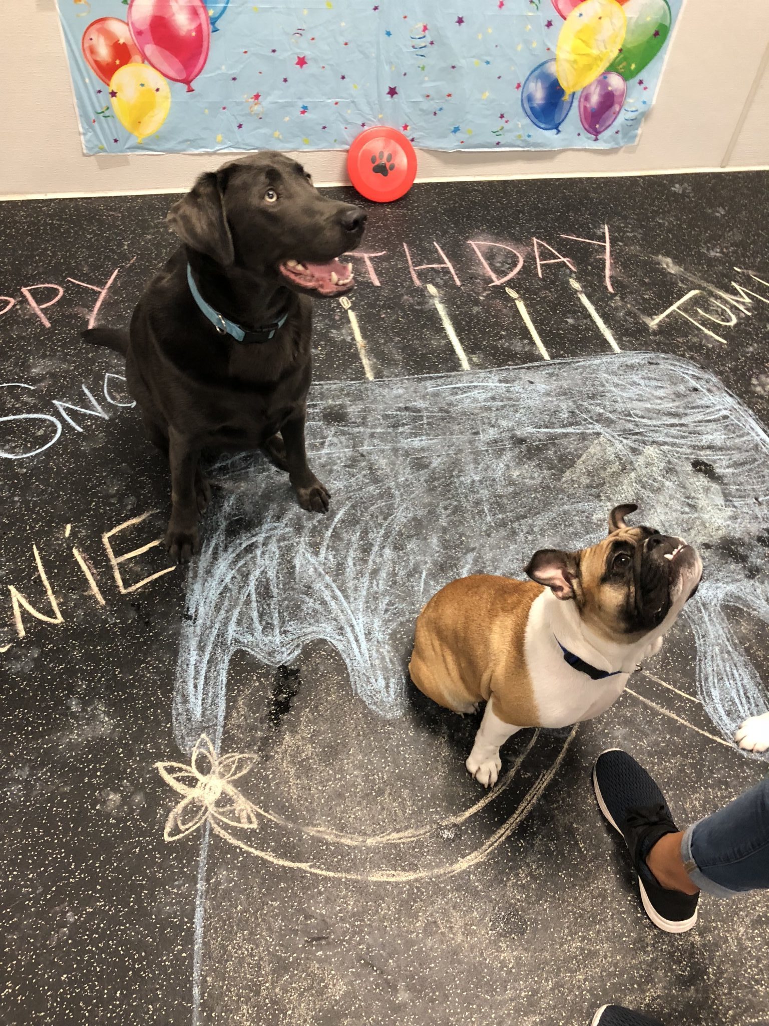 The Game Changer In After Hours Dog Care Dogtopia Daycares Nightly Extravaganza - h77v9bc