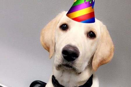 Golden Lab wearing a birthday hat