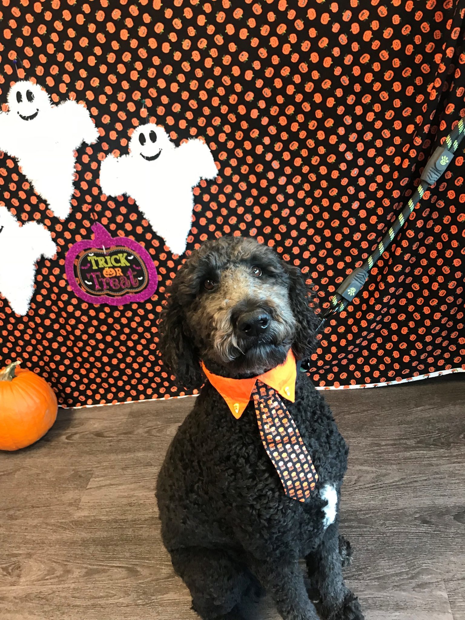 The Game Changer In After Hours Dog Care Dogtopia Daycares Nightly Extravaganza - pckwp71