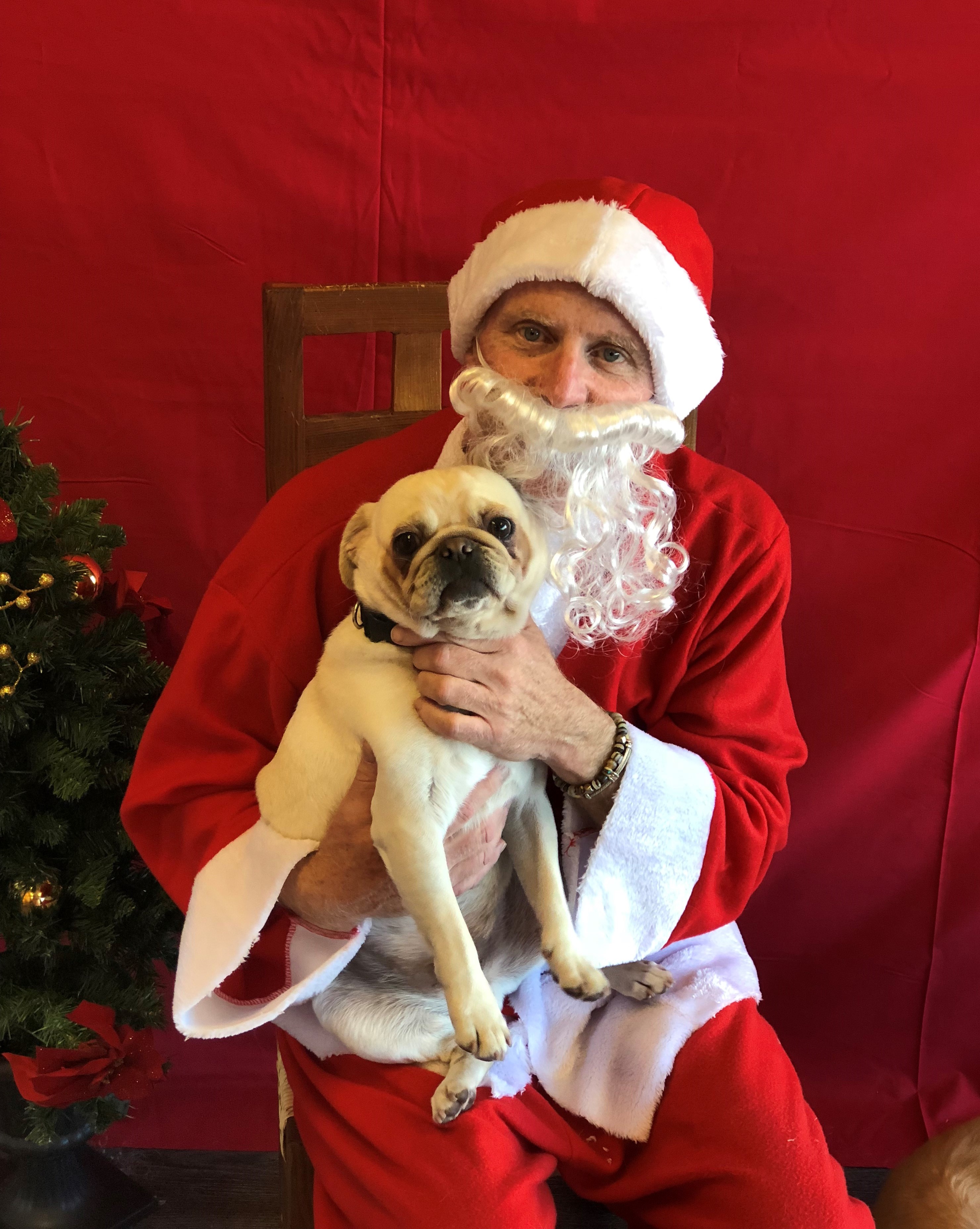 Santa Claus is Coming to Dogtopia! - Arcadia