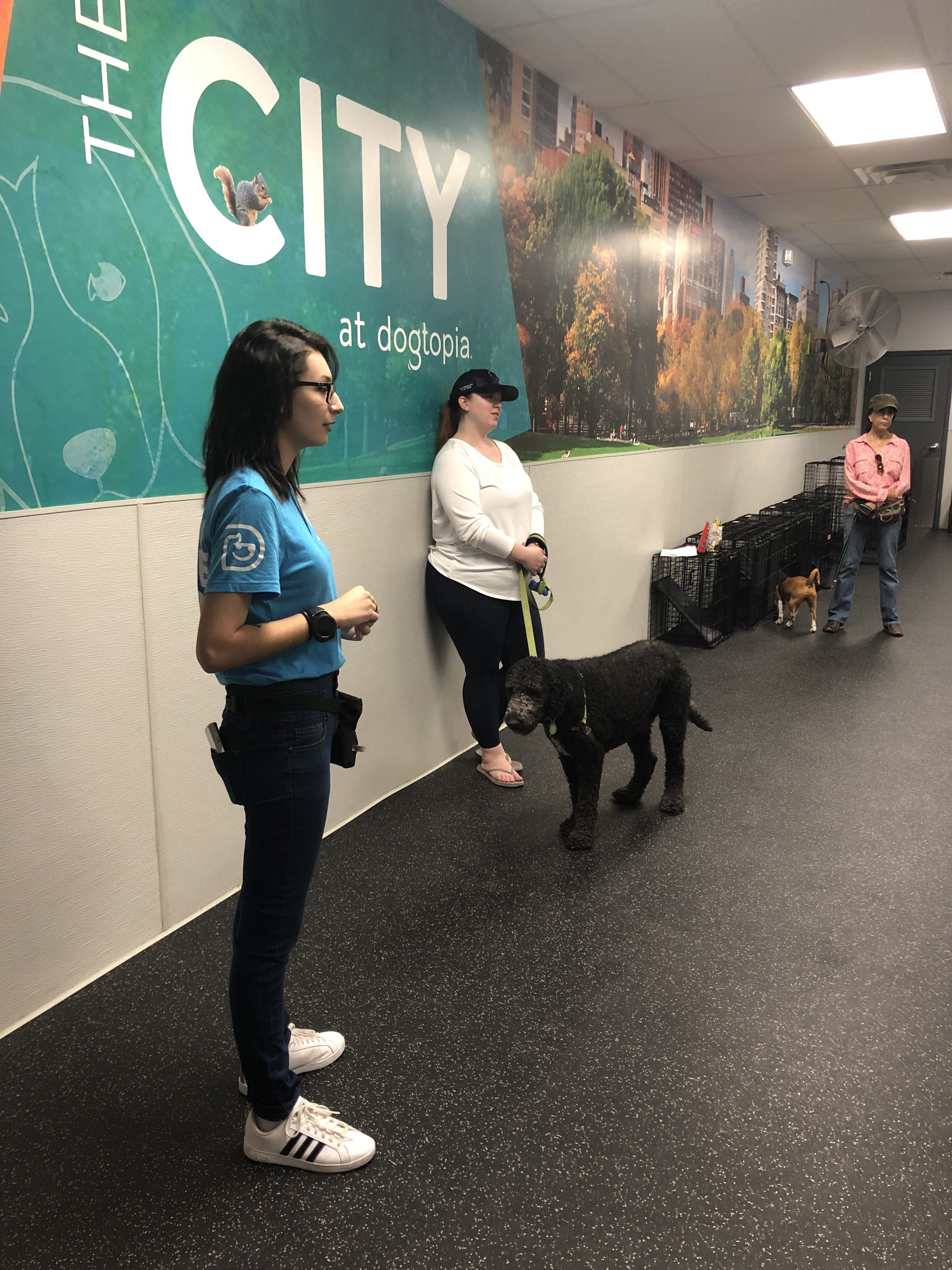 The Game Changer In After Hours Dog Care Dogtopia Daycares Nightly Extravaganza - 2v5kfv8