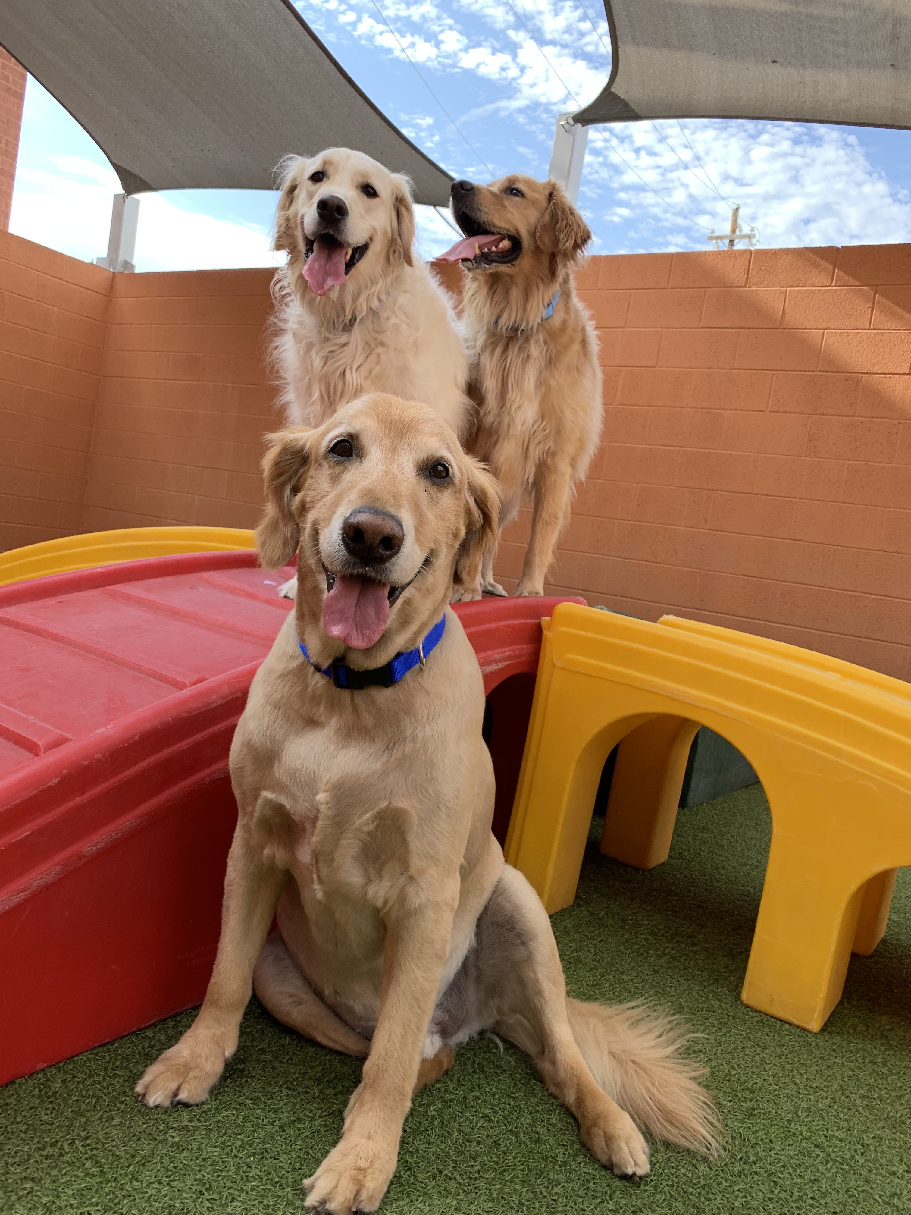 Dog Daycare Spa Boarding Dogtopia Of Arcadia In Phoenix