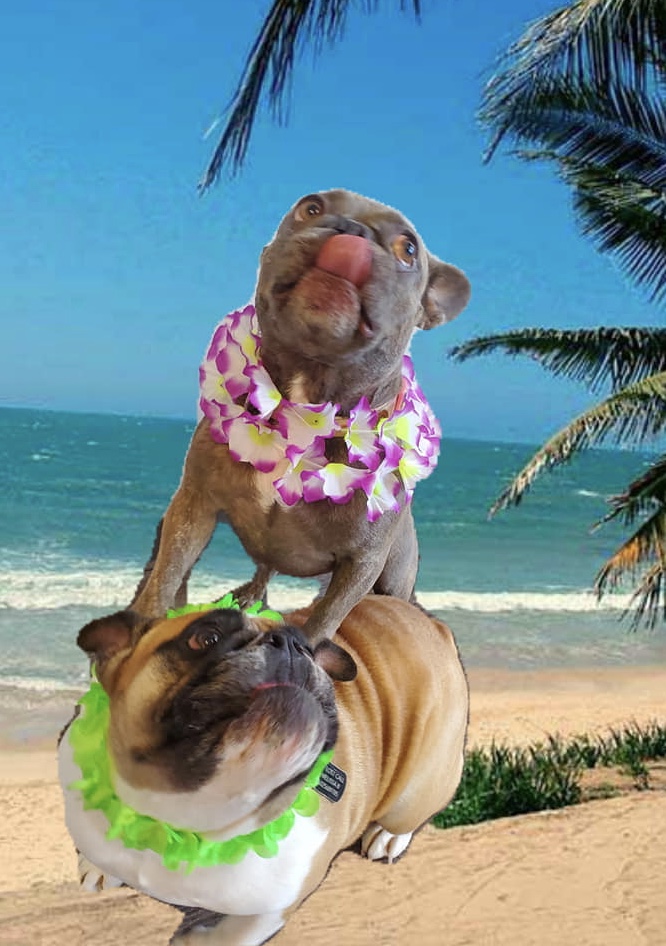 Dog Daycare, Spa, Boarding Dogtopia of Arcadia in Phoenix