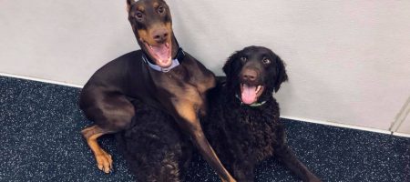 dog boarding near me in northville mi