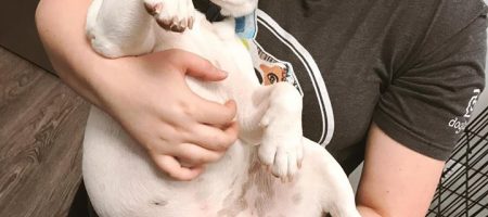 dog day care near me in novi mi