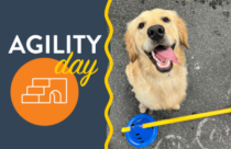 Enriching Agility day for dogs with bee theme