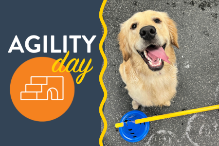 Enriching Agility day for dogs with bee theme