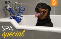 Dog spa special