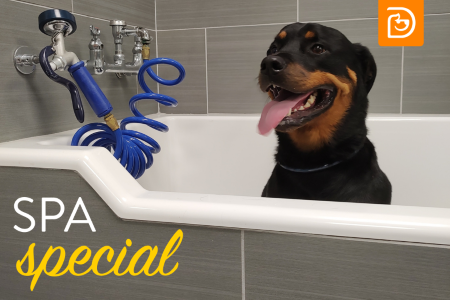 Dog spa special