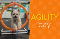 Dog Agility