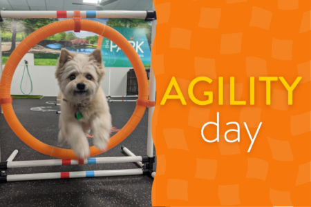 Dog Agility