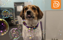 Free event for dogs to play with bubbles and get read a book for story time