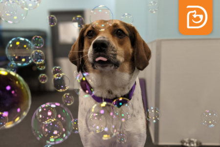 Free event for dogs to play with bubbles and get read a book for story time