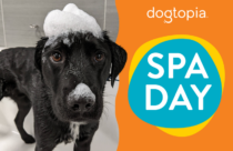 Apple scented fall dog spa special