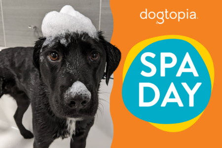 Apple scented fall dog spa special