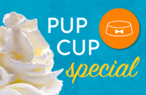 Pumpkin spice dog pup cups