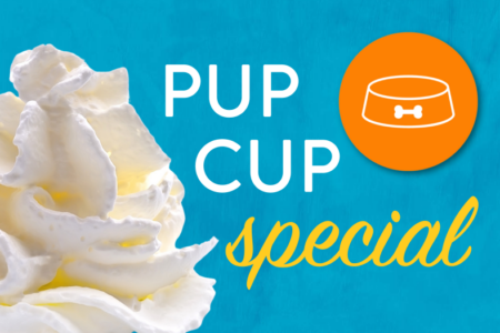 Pumpkin spice dog pup cups