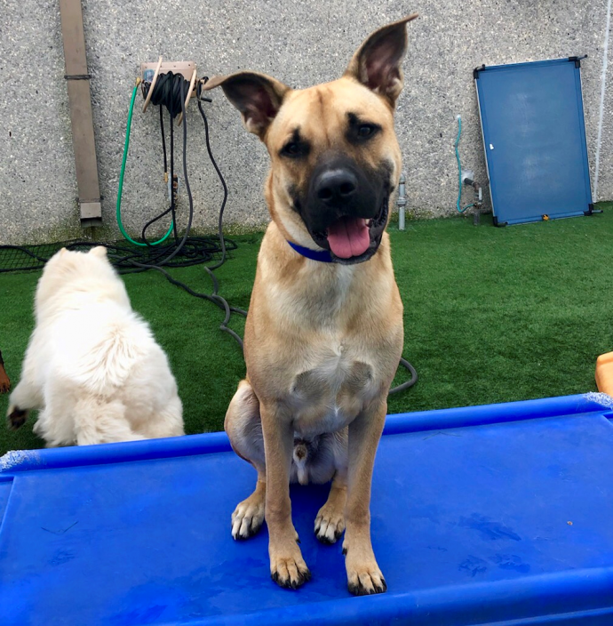 Dog Daycare, Boarding, Spa Dogtopia New Orleans