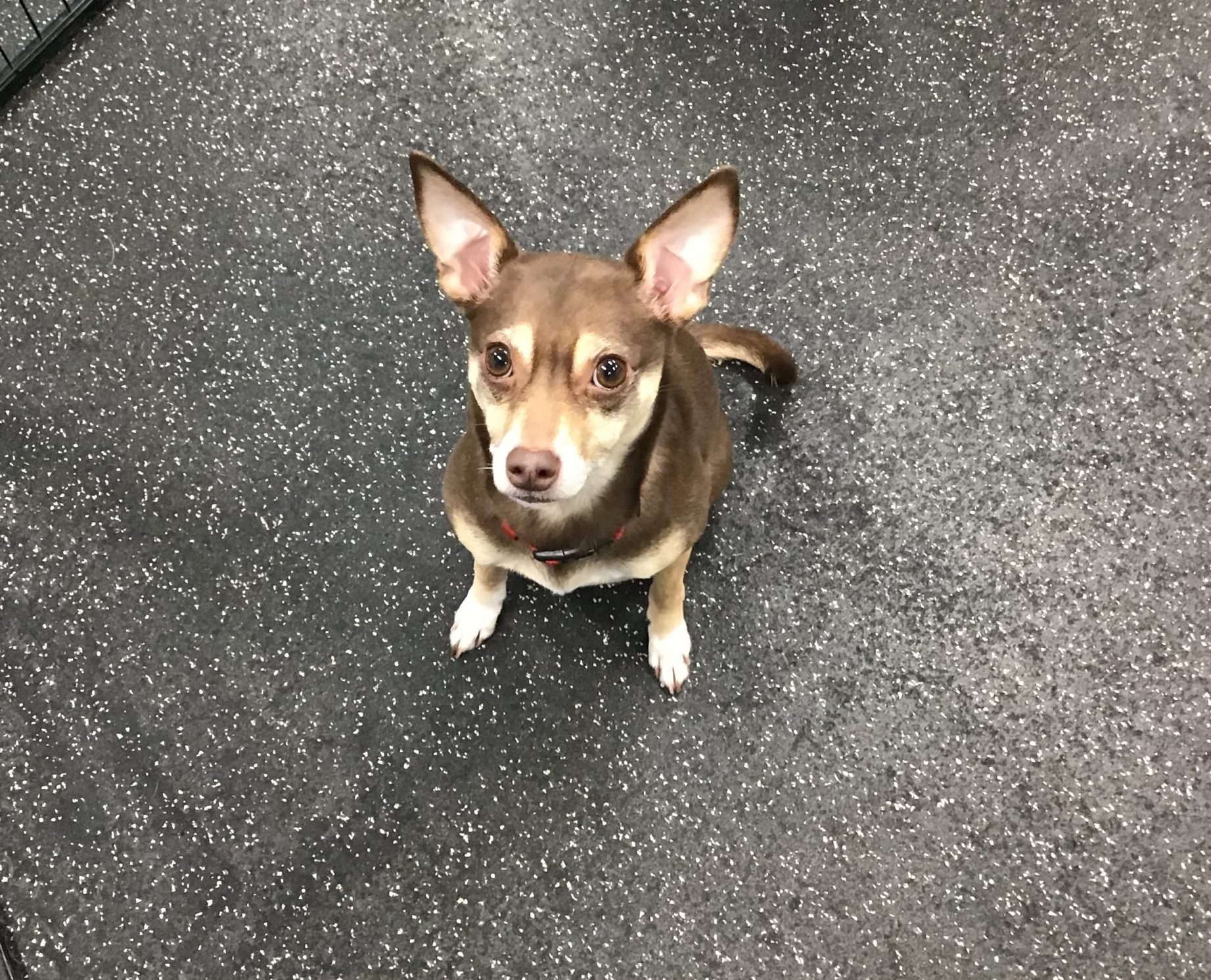 Dog Boarding 60 Day Refresher Daycare Days Edmond