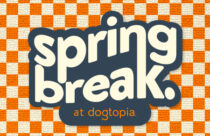 "Spring break at Dogtopia" text with orange and cream checkered background