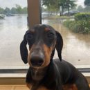 dachshund sitting in front of a window on a rainy day