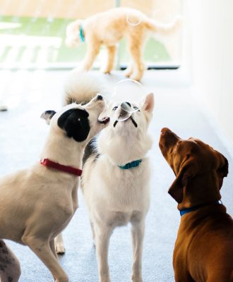 Dogs Playing with Bubbles